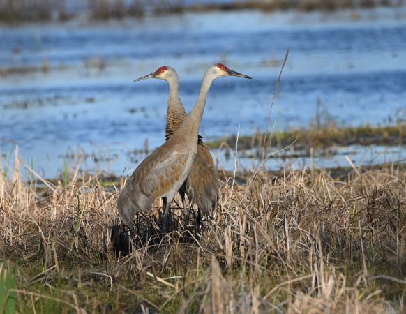 FMA_5024 Grue du Canada (Grus canadensis).jpg