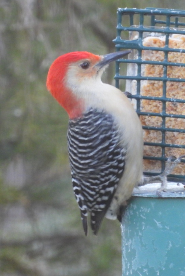 DSCN1254.JPG
