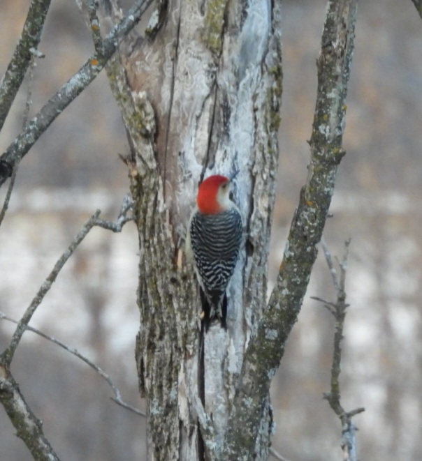 DSCN1267.JPG
