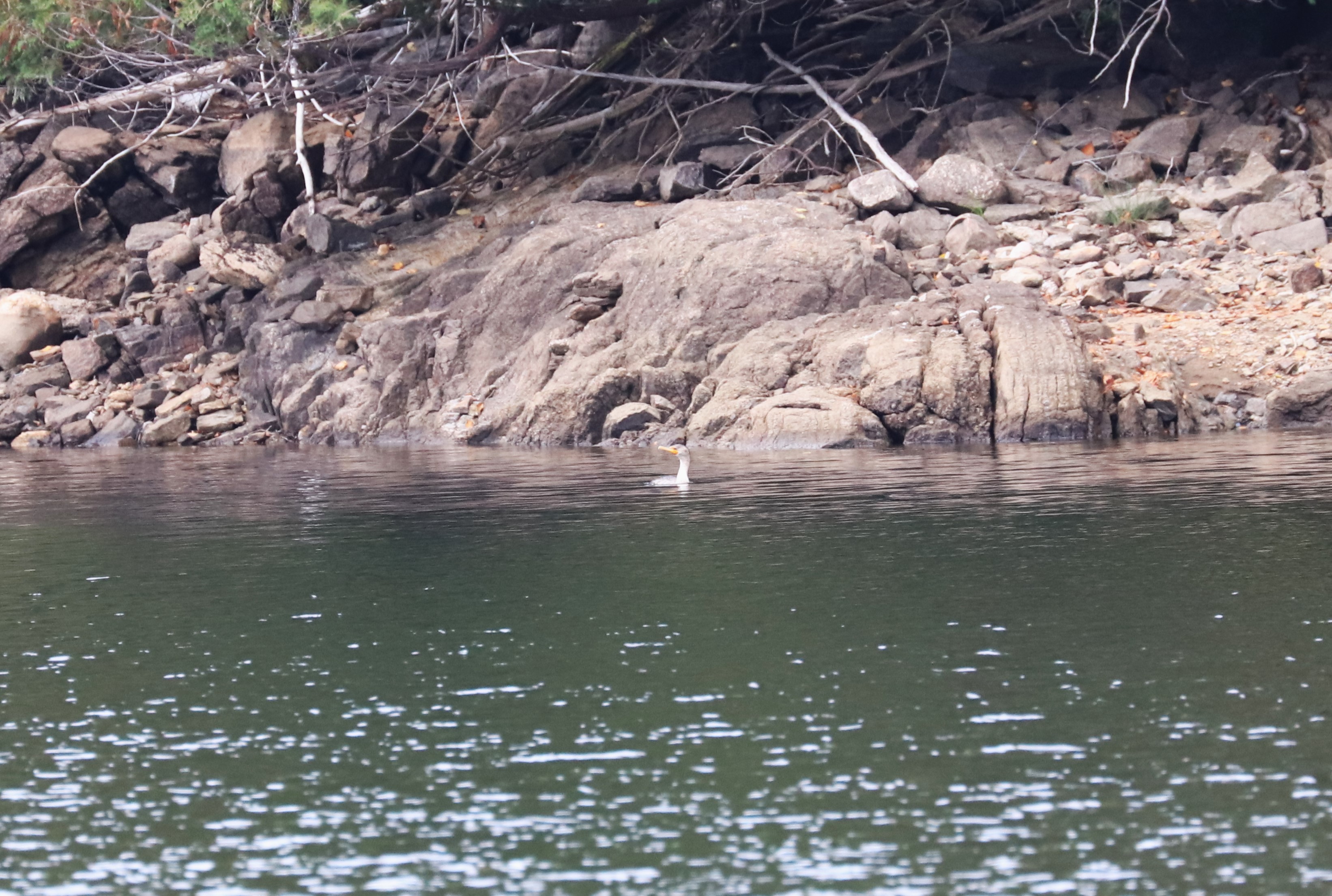 IMG_6908-Cormoran.JPG