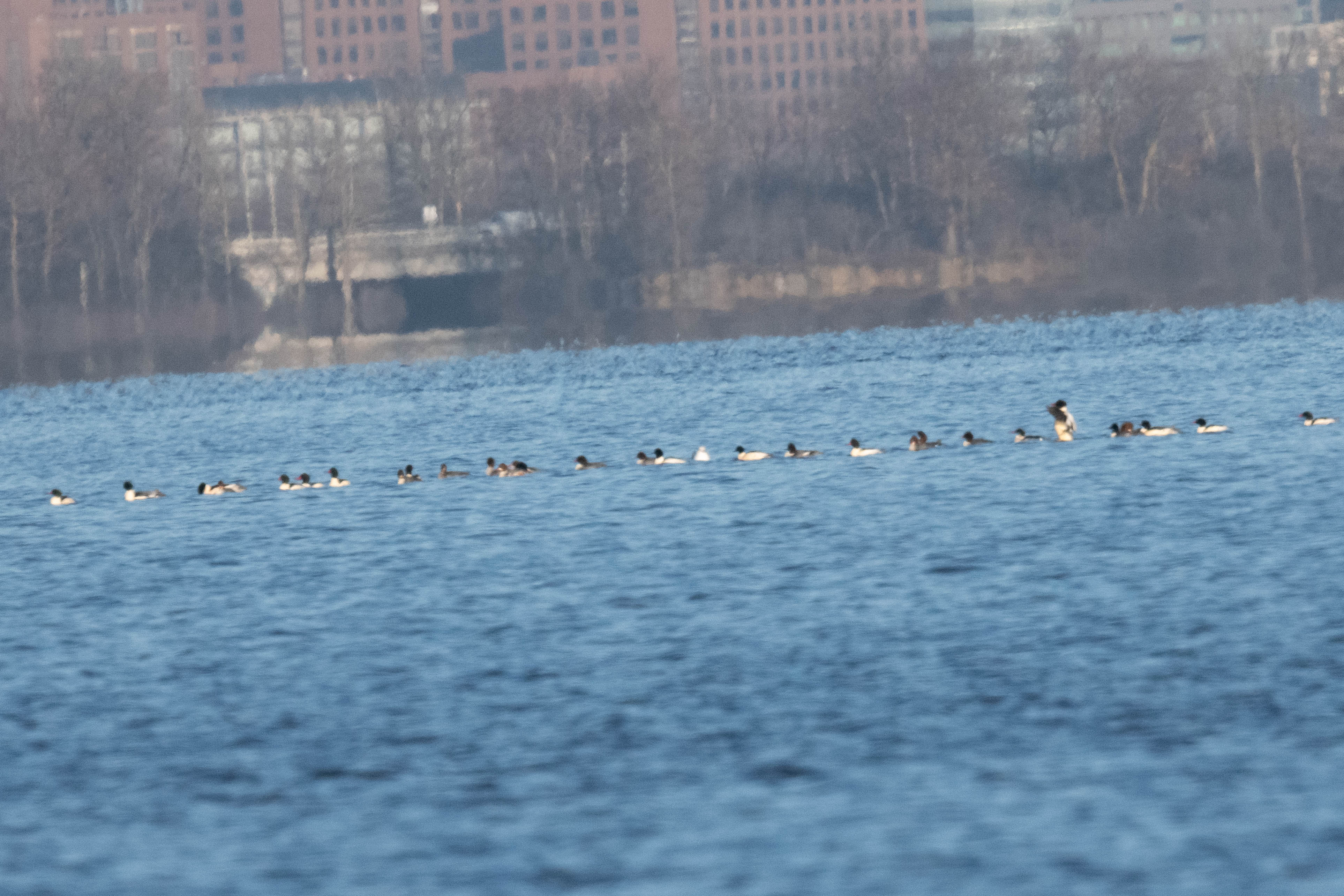 DSC_0612.jpg
