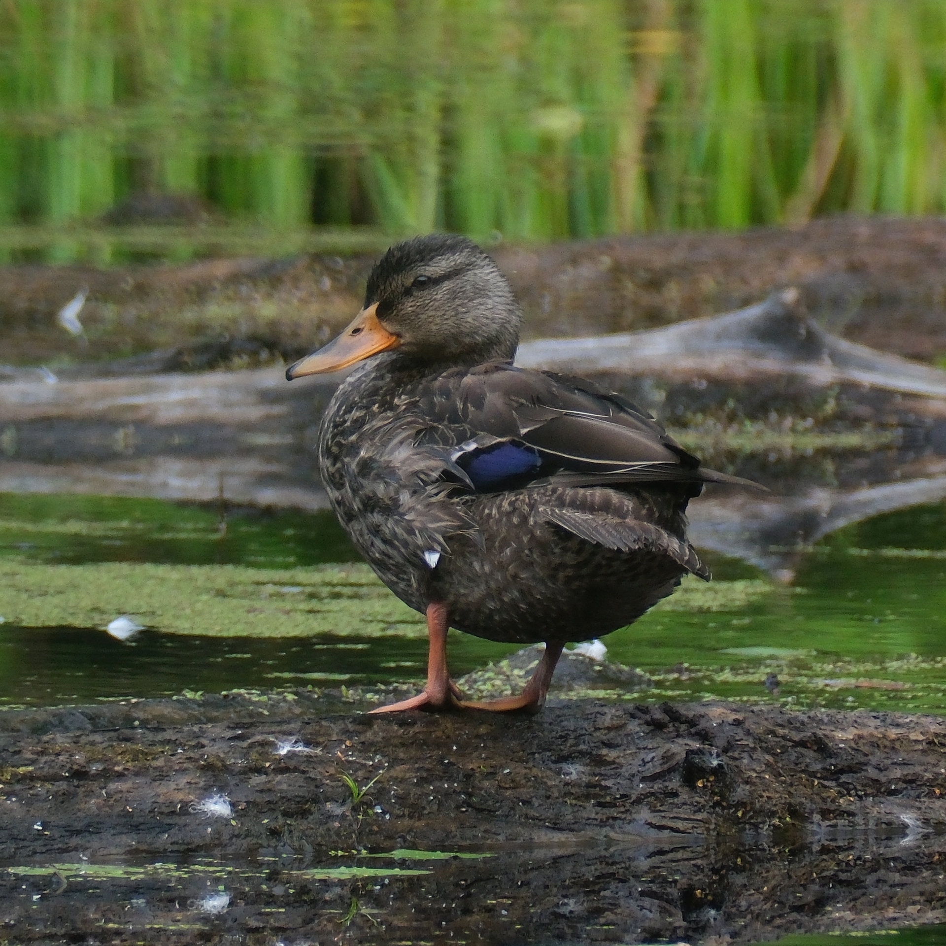 Canard