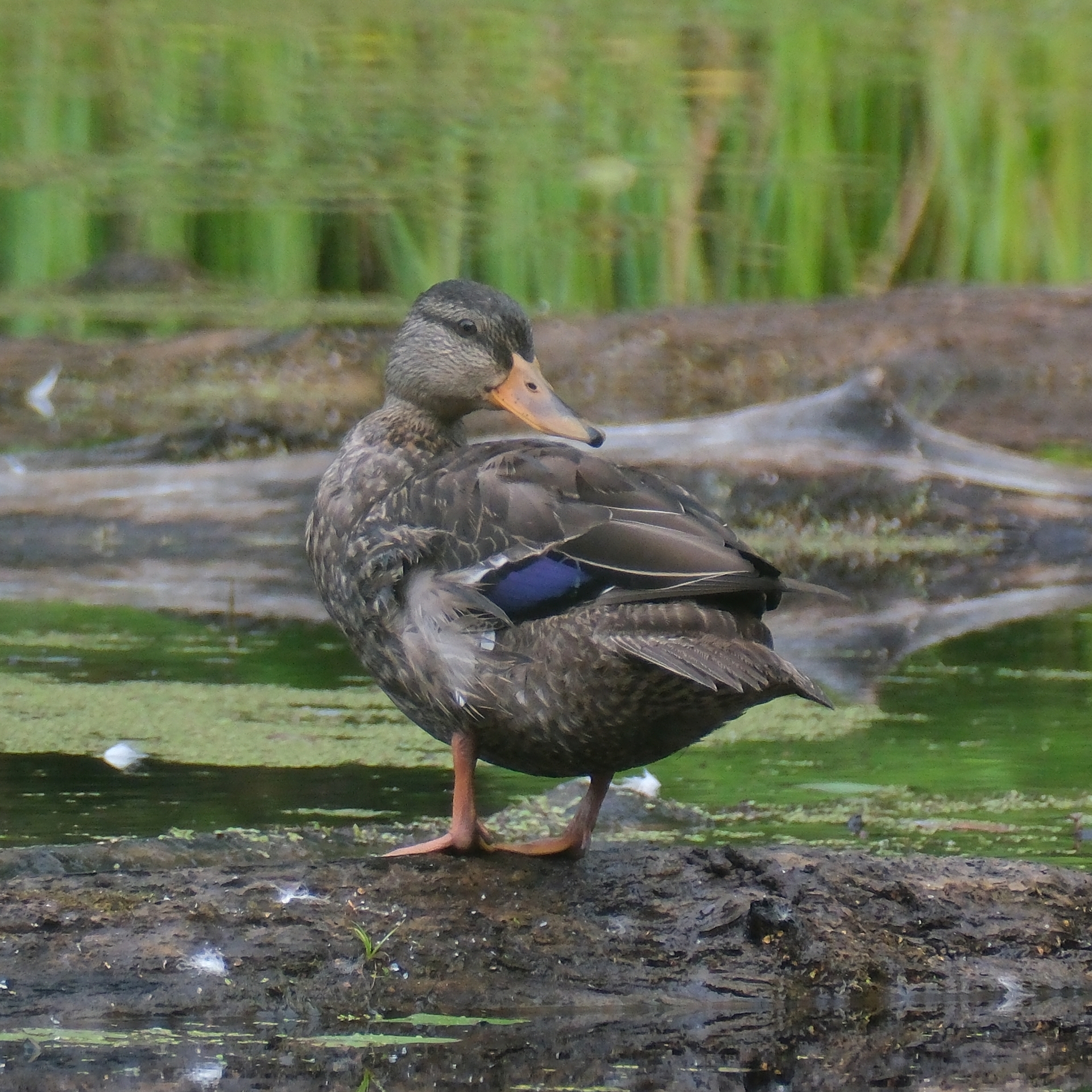 Canard