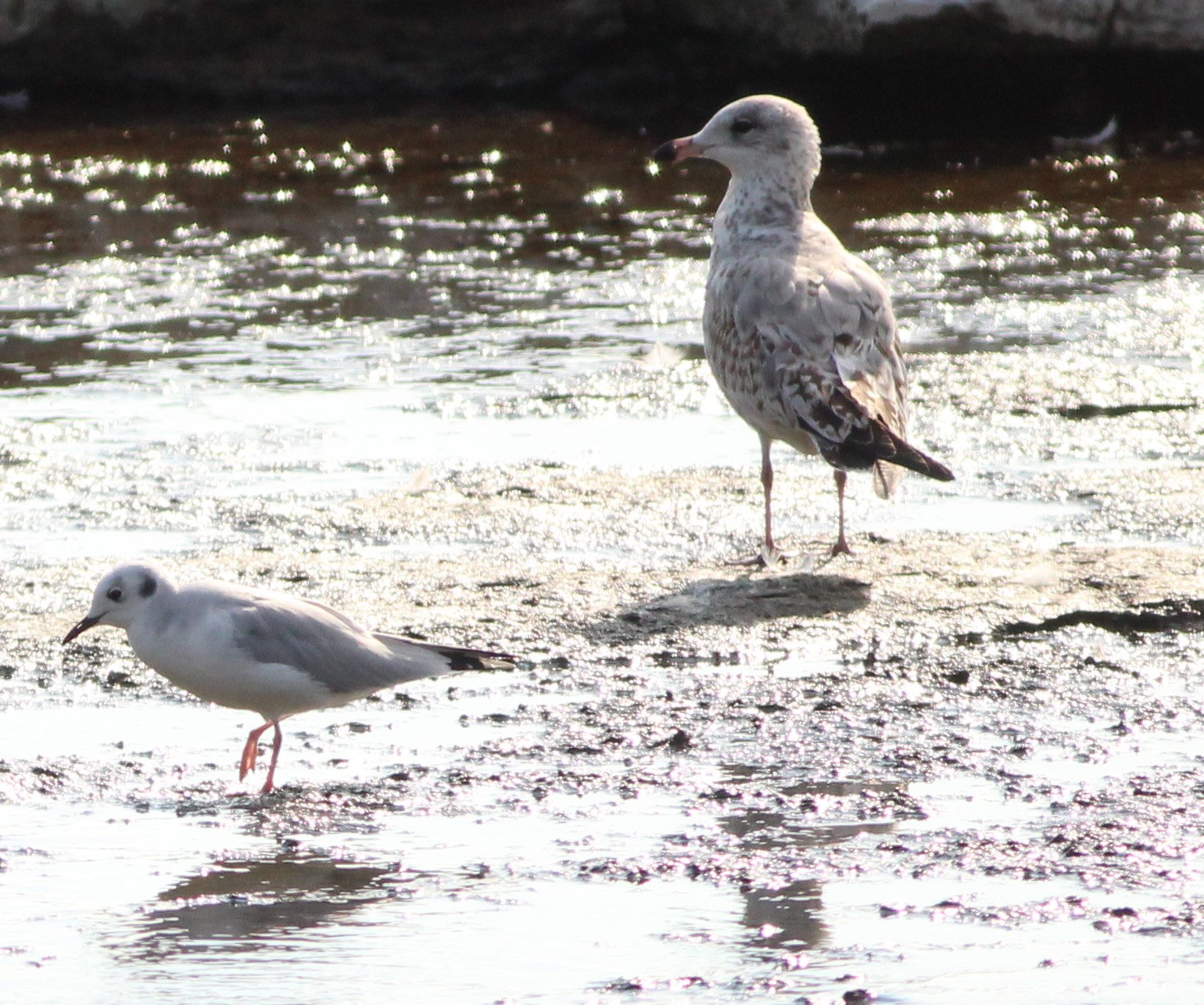 mouette 2.JPG