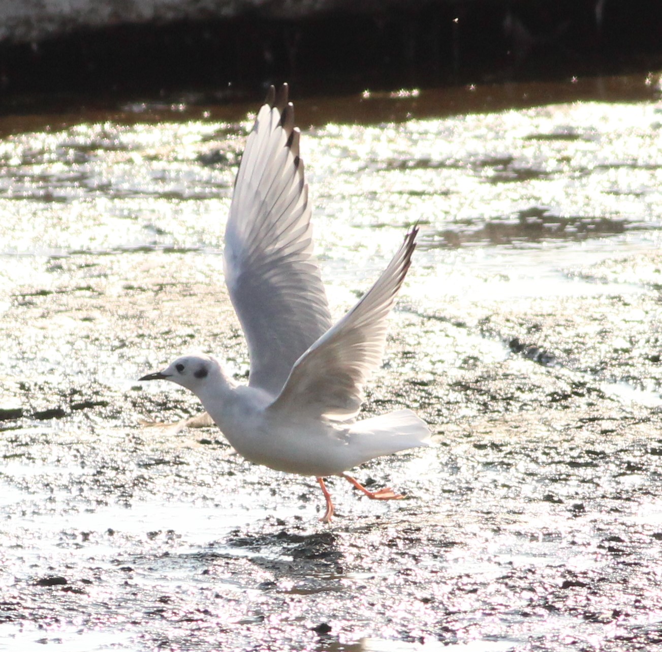mouette 1.JPG