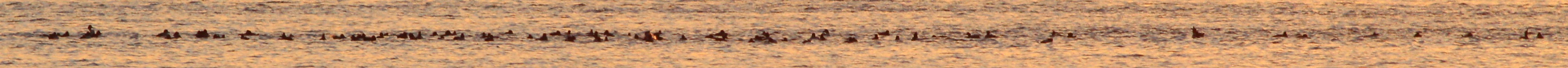 canard 2.JPG
