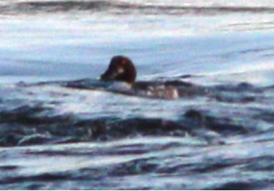 canard.JPG